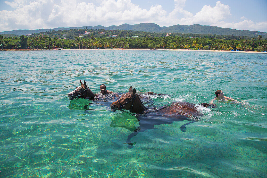 Schwimmende Pferde beim Reitausflug für Gäste vom Half Moon Resort entlang Strand Sunrise Beach und ins Meer, Rose Hall, nahe Montego Bay, Saint James, Jamaika