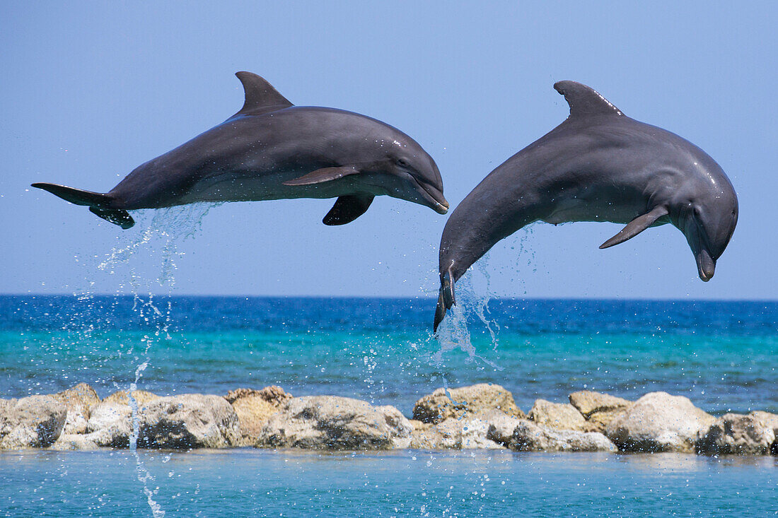 Two jumping dolphins at Dolpin Lagoon of Half Moon Resort Rose Hall, near Montego Bay, Saint James, Jamaica