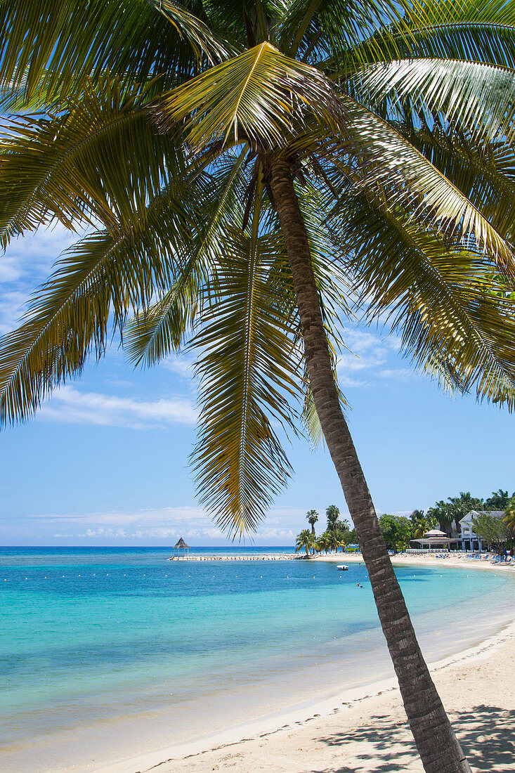 Palme am Strand vor den West Cottages vom Half Moon Resort, Rose Hall, nahe Montego Bay, Saint James, Jamaika