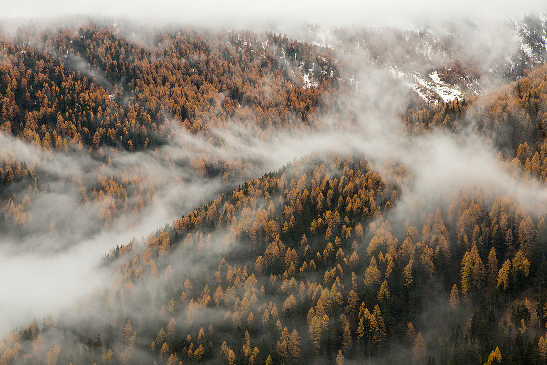 Nebel über Lärchenwald, Herbstfärbung, Livigno, Lombardei, Italien