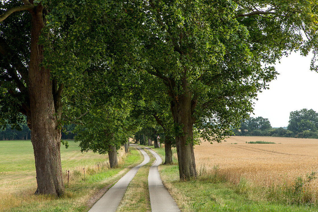 avenue of trees, country path, Mecklenburg-Vorpommern, Germany