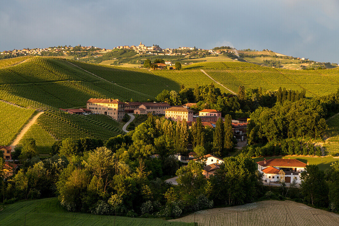 Fontanafredda, vineyards in the Langhe landscape in Piedmont, Italy