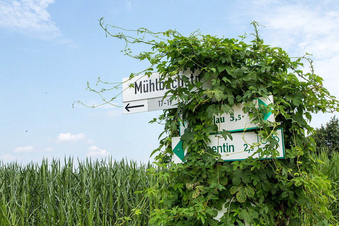 Müritz, überwachsene Fahrradwegschilder, Mecklenburg-Vorpommern, Deutschland