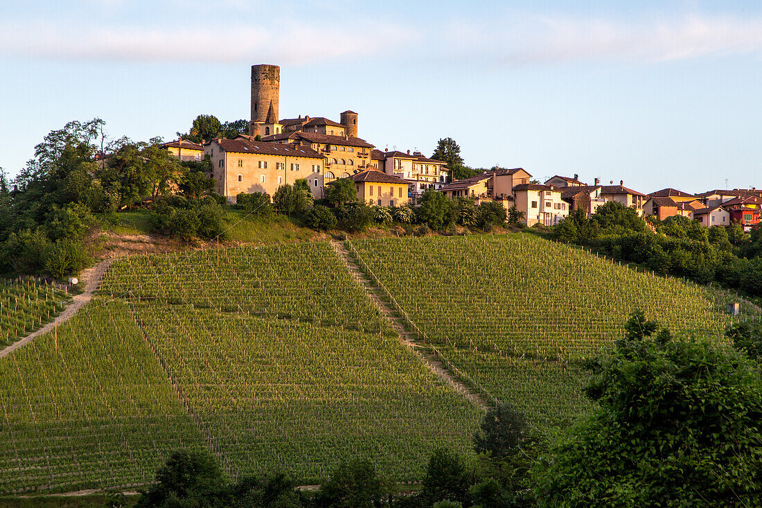 vineyards in the Langhe landscape in Piedmont, Italy