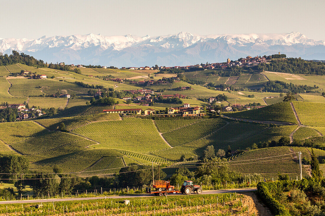 Weinberge, Schneeberge, Alpen, Hügellandschaft, Weinbaugebiet Langhe in Piemont, Provinz Cuneo, Italien