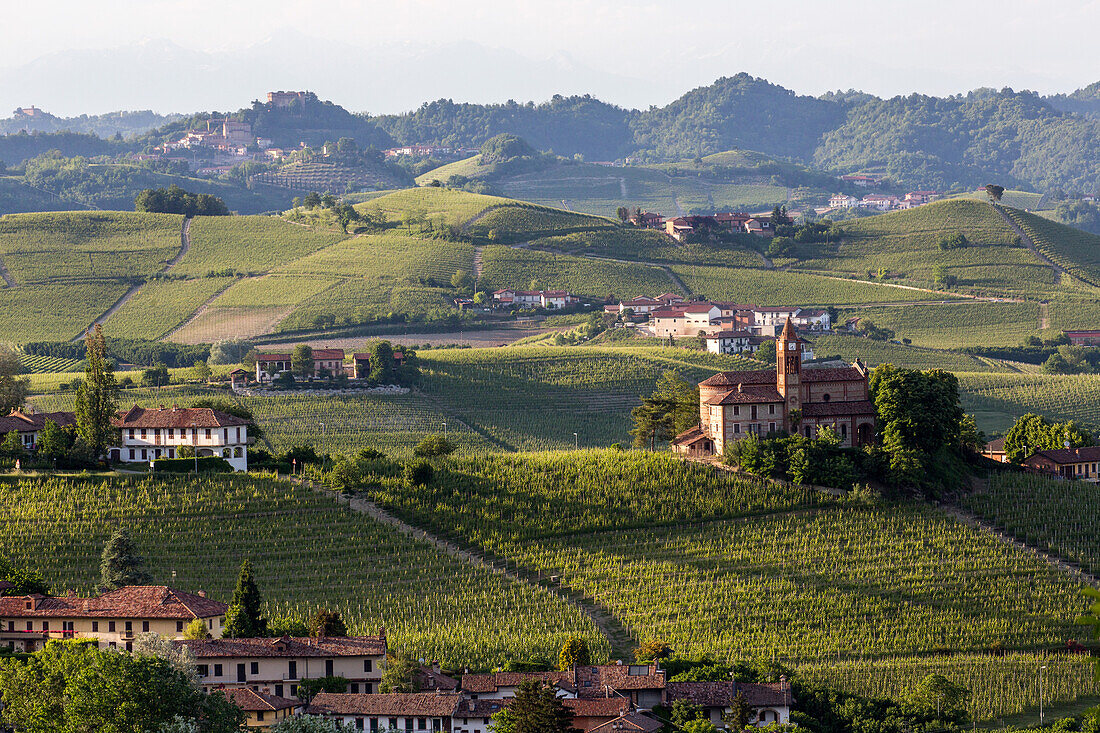 Weinberge, Hügellandschaft, Weinbaugebiet Langhe in Piemont, Provinz Cuneo, Italien