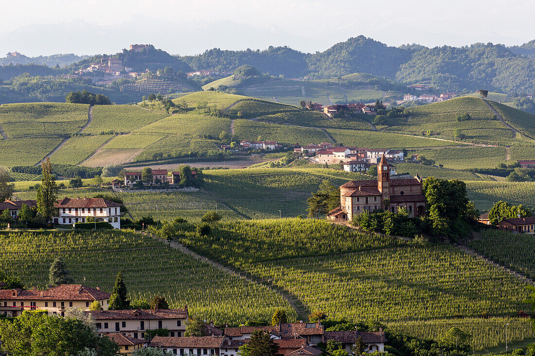 vineyards in the Langhe landscape in Piedmont, Italy