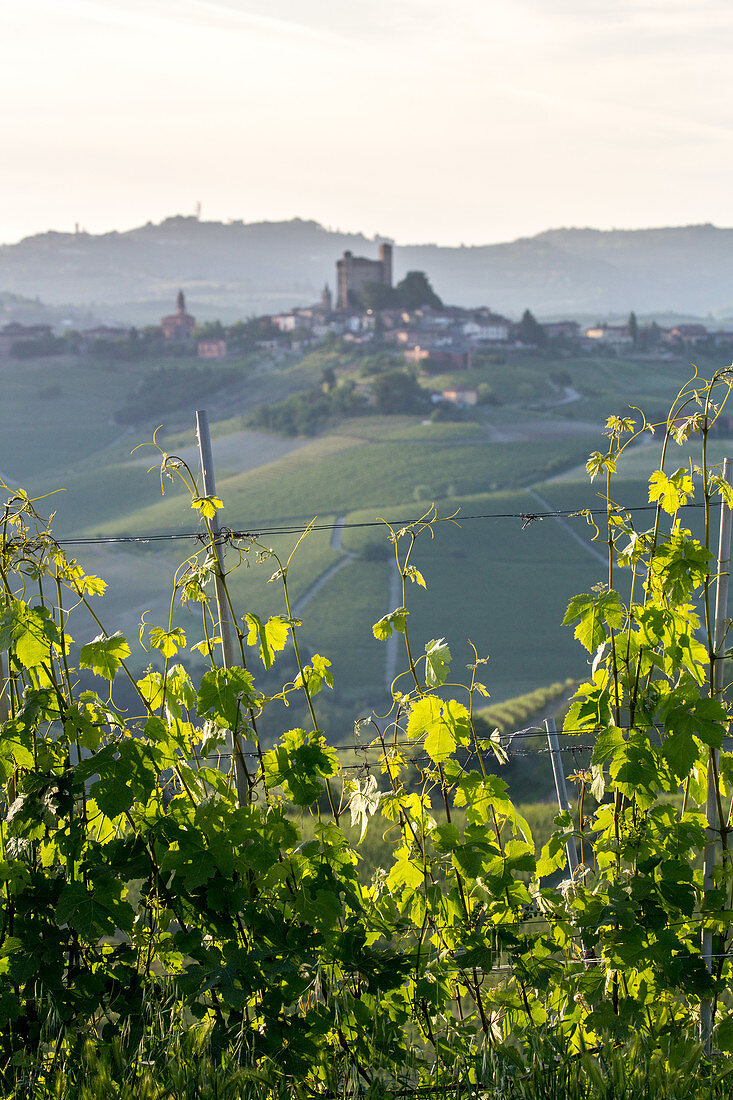 Serralunga d'Alba, Weinreben, Weinberge, Hügellandschaft, Castiglione Falletto, Weinbaugebiet Langhe in Piemont, Provinz Cuneo, Italien