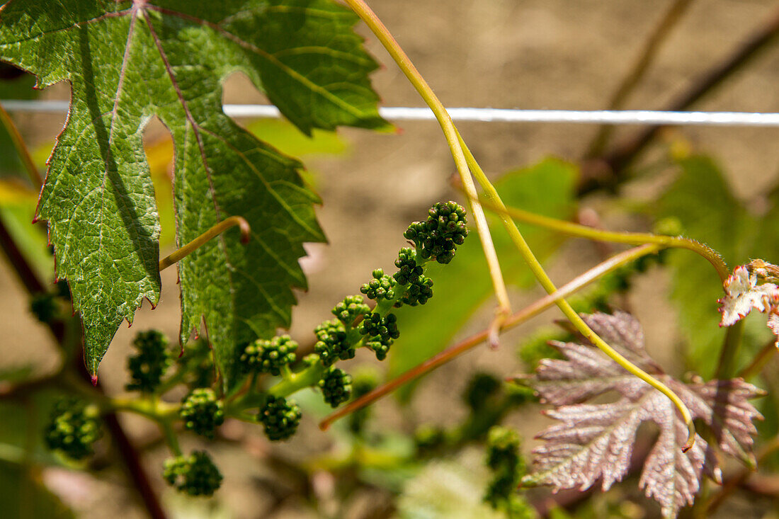 junge Trauben, Beeren, Weinrebe, Hügellandschaft, Weinbaugebiet Langhe in Piemont, Provinz Cuneo, Italien