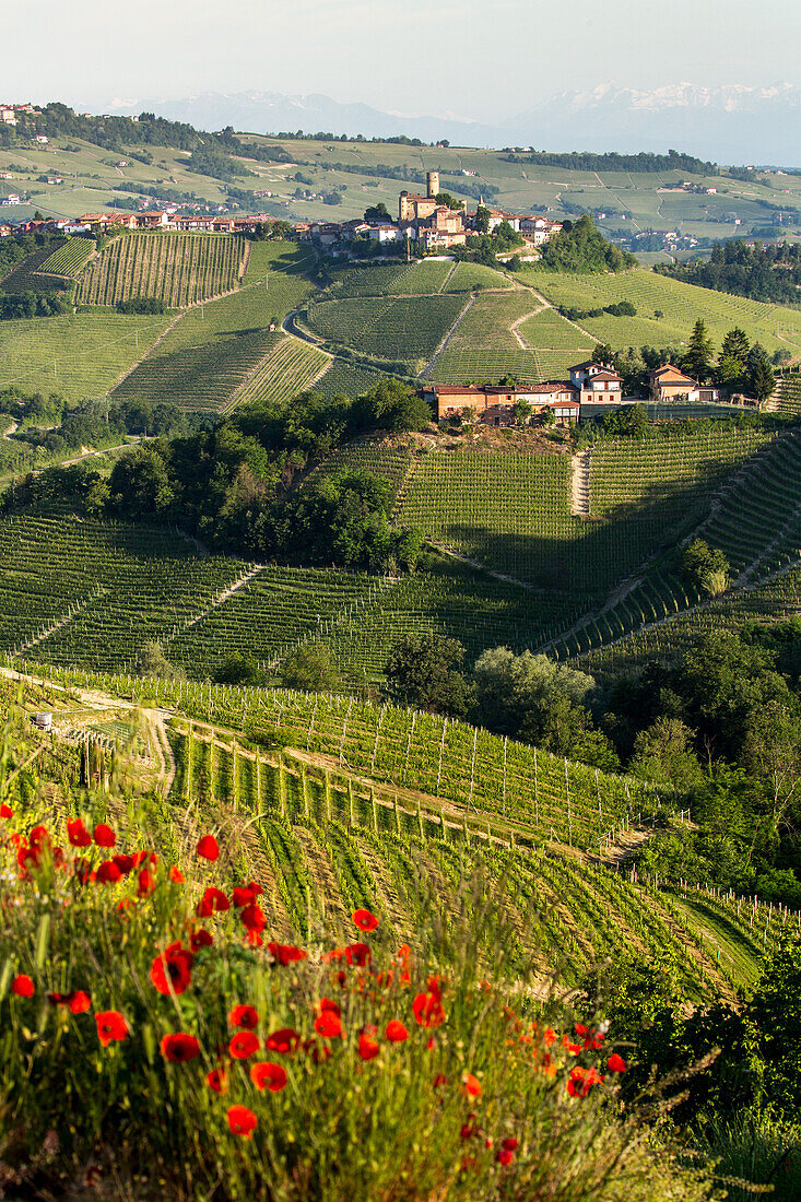 vineyards in the Langhe landscape in Piedmont, Italy