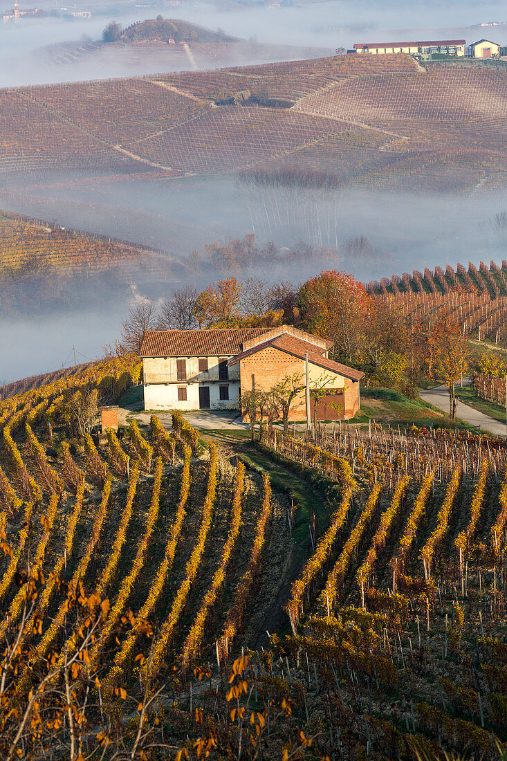 morning mist, autumn, vineyards in the Langhe landscape in Piedmont, Italy