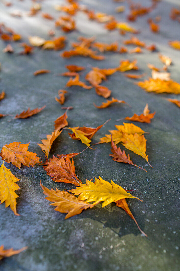 Herbstblätter, Piemont, Provinz Cuneo, Italien
