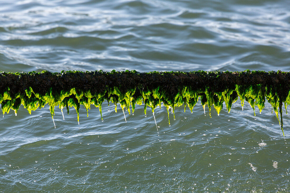 tropfendes Seil mit grünen Algen, Taue, Gegenlicht, Lissabon, Portugal