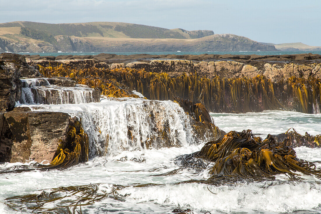 Catlins, Küste, Seetang, Riesentang, Brandung, ablaufende Gischt, wildes Wasser, Felsenküste, Southland, Südinsel, Neuseeland