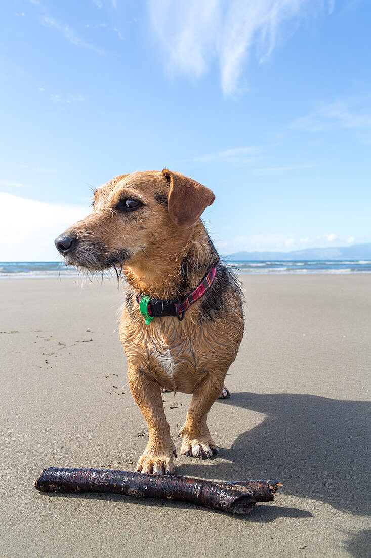 Australian Terrier waits with stick on beach, dog's life, South Island, New Zealand