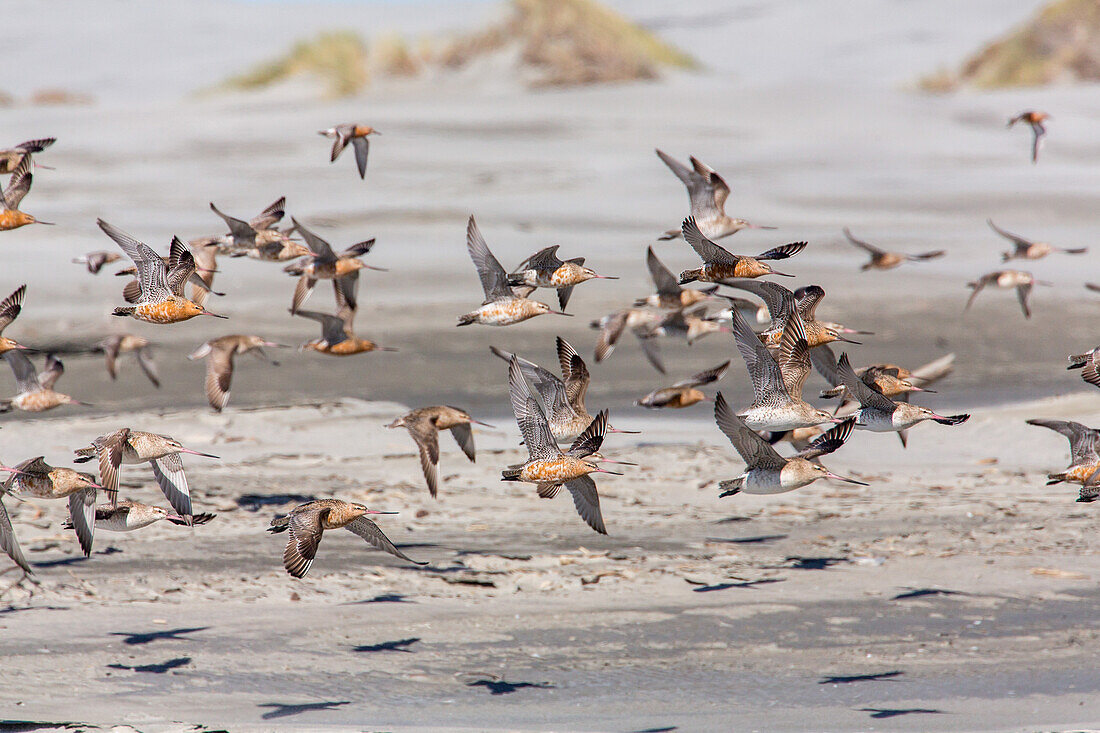 Pfuhlschnepfe, Limosa, Godwits, Zugvogel, vor dem Flug nach Norden, Farewell Spit, Nordzipfel der Südinsel, Naturschutz, Neuseeland