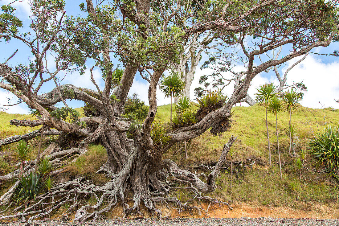 Pohutukawa native tree, North Island, New Zealand