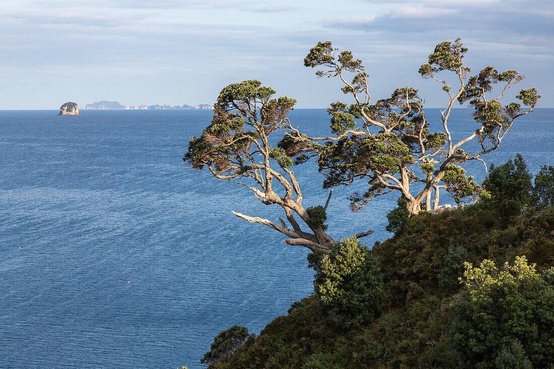 alte knorrige Bäume, Küstenklippe, Horizont, Coromandel Peninsula, Nordinsel, Neuseeland