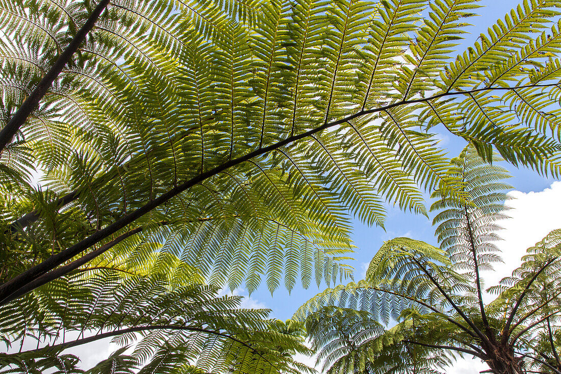 blauer Himmel durch Baumfarne von unten, Fächer, Schatten, grüne Pflanzen, Neuseeland