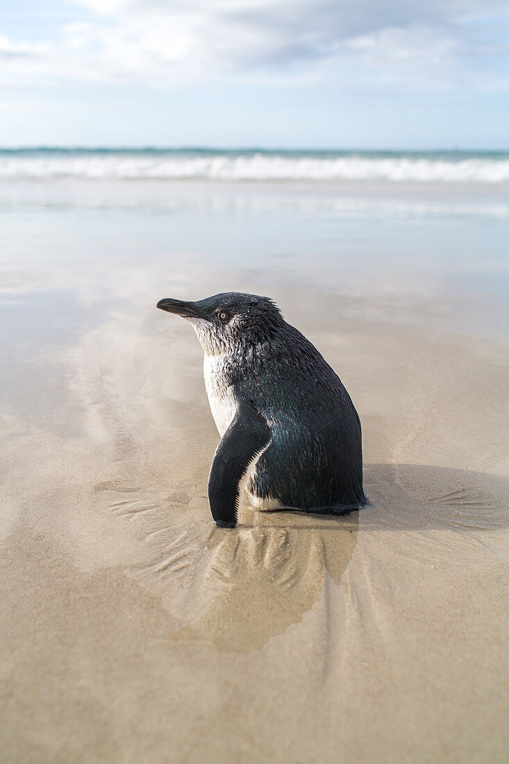 Blue penguin, or Little penguin, stranded, waiting on sandy beach, low tide, high format, North Island, New Zealand