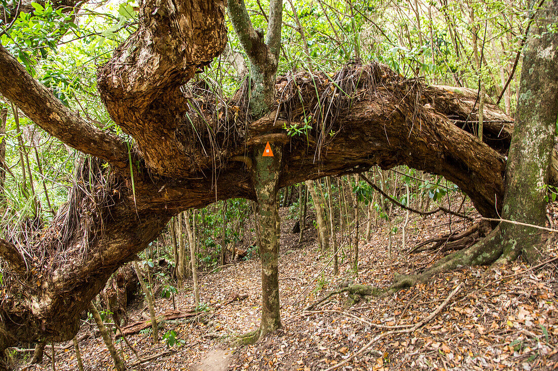 tree grows through another tree trunk, curiosity, natural phenomen, North Island, New Zealand