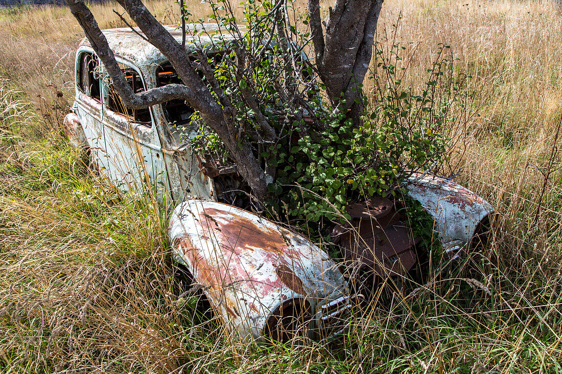 A tree grows out of abandoned, rusting old car in a field, South Island, New Zealand