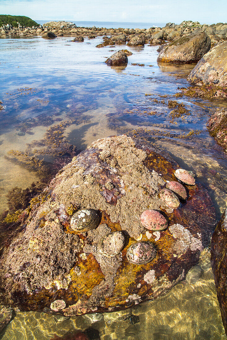 abalone shells, live pauas on rocks, local delicacy, rockpools, marine, nobody, Monkey Island, South Island, New Zealand