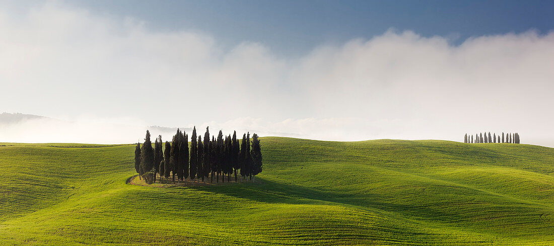 Tuscan hills of the Val d'Orcia with cypress grove in the morning sun in spring, San Quirico d'Orcia, Tuscany, Italy
