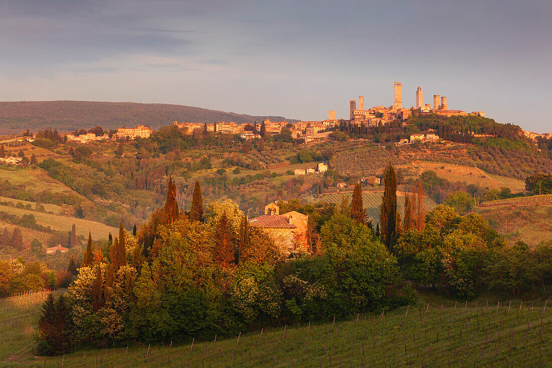 Blick über Weinberge auf San Gimignano zum Sonnenaufgang, Toskana, Italien