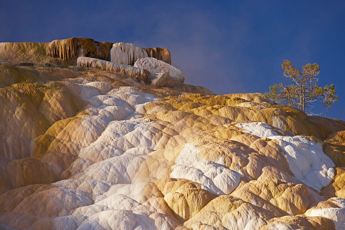 Mammoth Hot Springs Terraces , Mammoth Hot Springs , Yellowstone National Park , Wyoming , U.S.A. , America