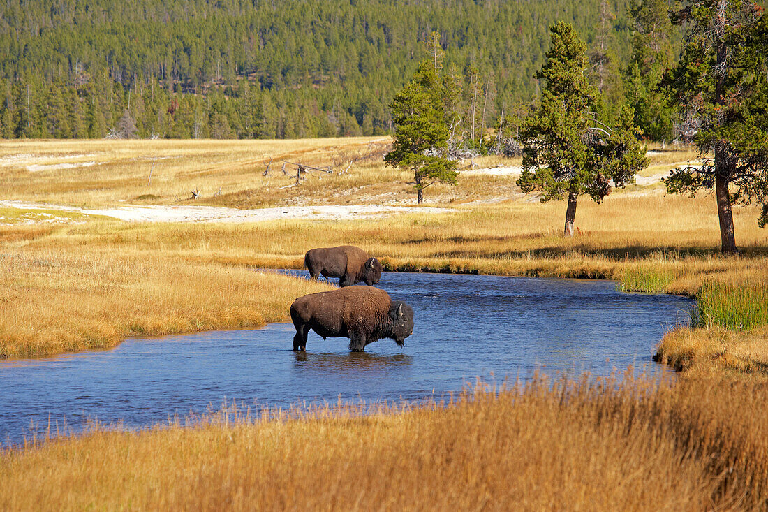 Buffalo , Nez Perce Creek , Yellowstone National Park , Wyoming , U.S.A. , America