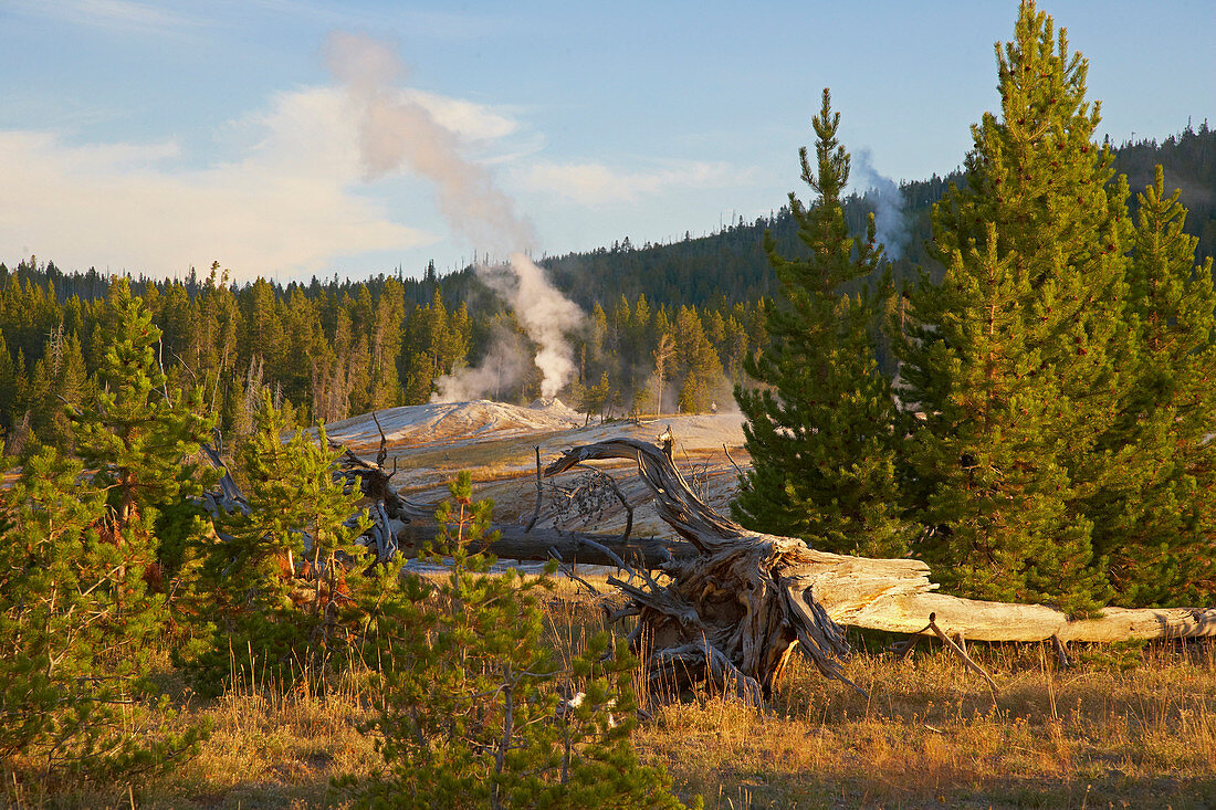 Morgenstimmung am Upper Geyser Basin , Yellowstone National Park , Wyoming , U.S.A. , Amerika