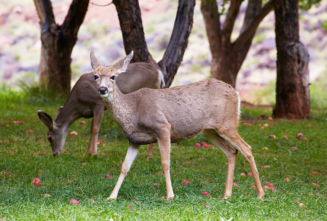 Mule Deer in the Historic District near Gifford Farmhouse (1908) , Capitol Reef National Park , Utah , Arizona , U.S.A. , America