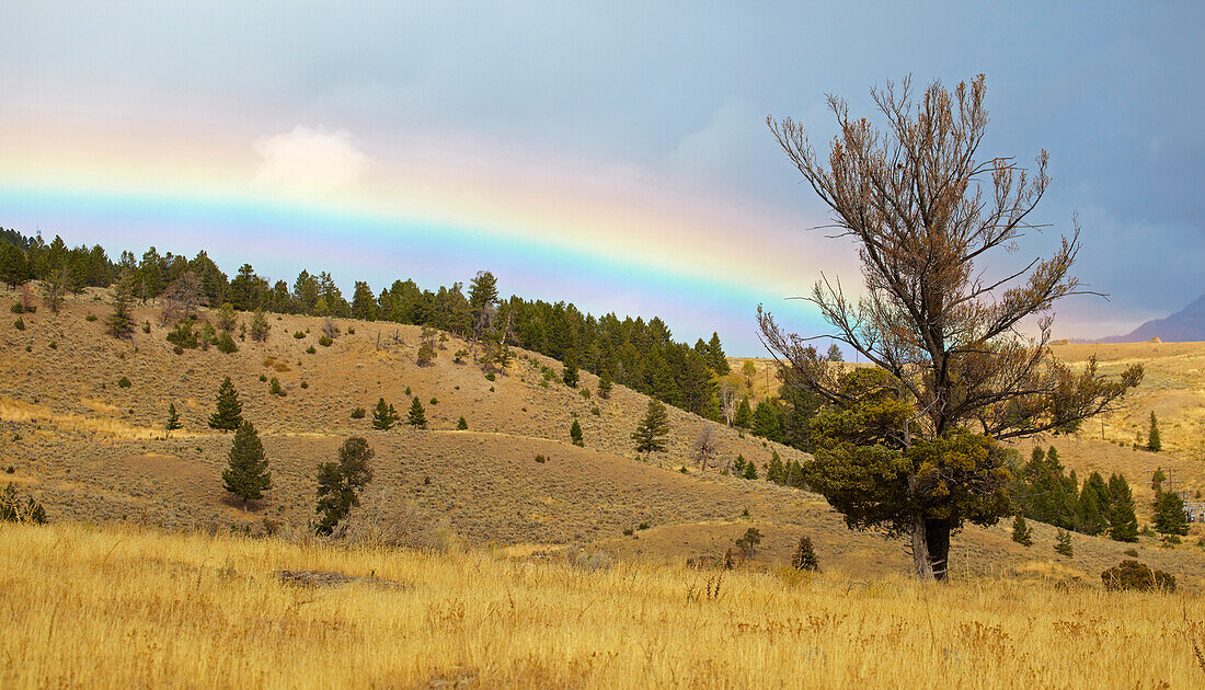 Rainbow near Mammoth Hot Springs , Yellowstone National Park , Wyoming , U.S.A. , America