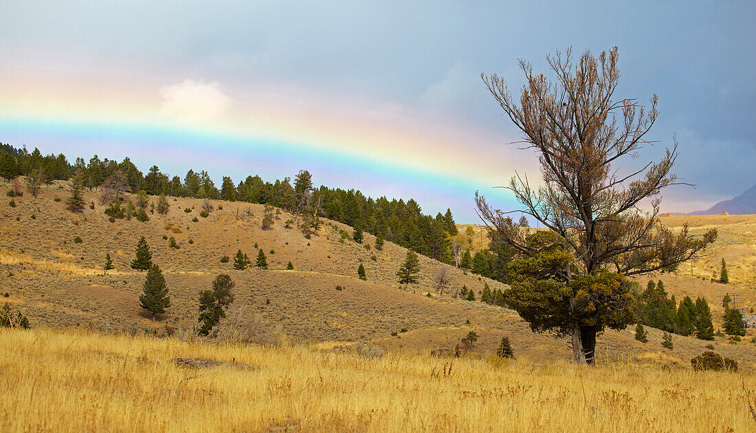 Regenbogen bei Mammoth Hot Springs , Yellowstone National Park , Wyoming , U.S.A. , Amerika