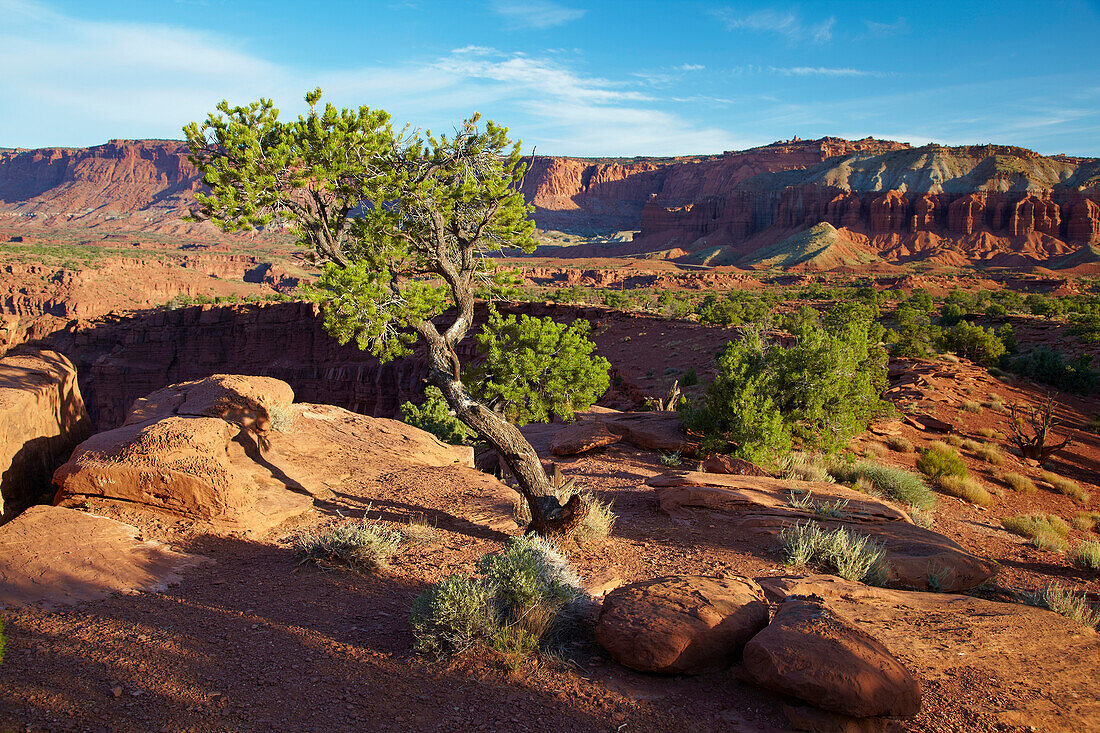 Blick auf Canpitol Reef National Park , Utah , U.S.A. , Amerika