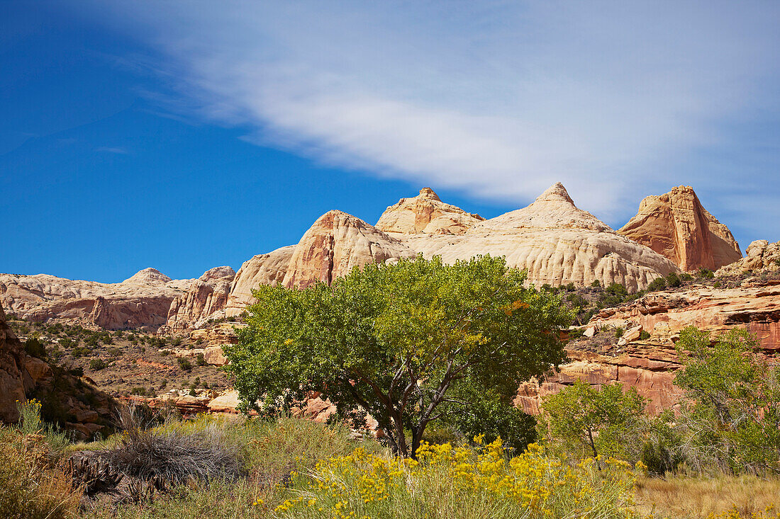 Freemont River with Capitol Dome , Capitol Reef National Park , Utah , Arizona , U.S.A. , America