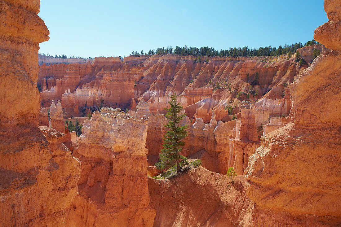 Queens Garden Trail , Bryce Amphitheater , Bryce Canyon National Park , Utah , U.S.A. , America