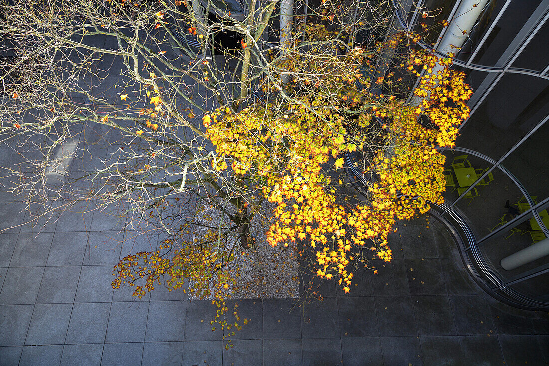 Coloured maple tree in autumn at the Art and Exhibition Hall of the Federal Republic of Germany along the Museum Mile, Bonn, Middle Rhine Valley, North Rhine-Westphalia, Germany, Europe