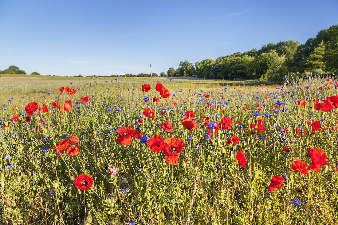 Mohnblumen am Weizenfeld bei Althagen, Ostseebad Ahrenshoop, Fischland-Darß-Zingst, Ostseeküste, Mecklenburg-Vorpommern, Norddeutschland, Deutschland, Europa