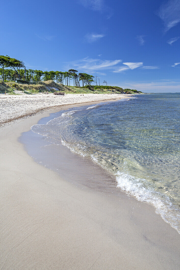 Beach Weststrand between the Baltic seaside resorts Ahrenshoop and Prerow, Fischland-Darss-Zingst, Baltic coast, Mecklenburg-Western Pomerania, Northern Germany, Germany, Europe