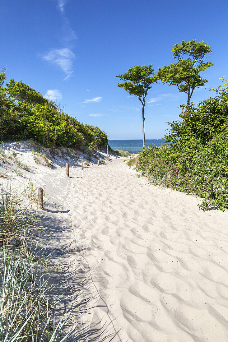 Weg zum Weststrand zwischen den Ostseebädern Ahrenshoop und Prerow, Fischland-Darß-Zingst, Ostseeküste, Mecklenburg-Vorpommern, Norddeutschland, Deutschland, Europa