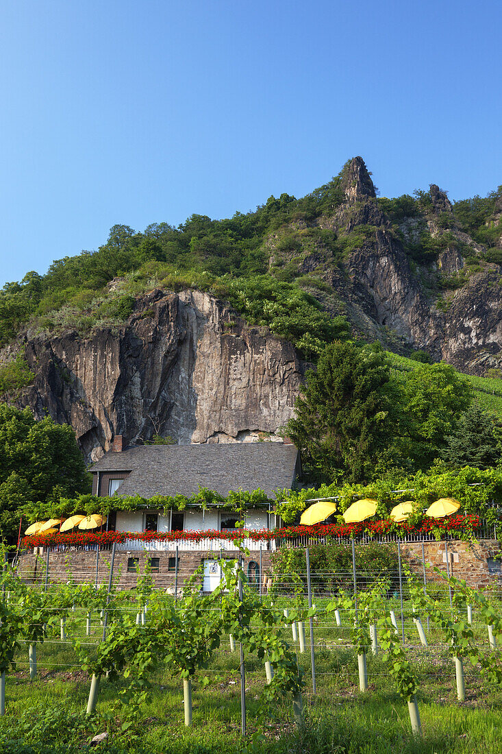 Weinhaus Domstein unterhalb der Felsen des Drachenfels in Königswinter, Mittelrheintal, Nordrhein-Westfalen, Deutschland, Europa