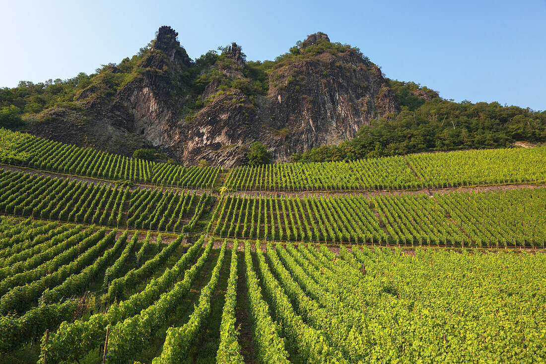 Weinberg unterhalb des Drachenfels in Königswinter, Mittelrheintal, Nordrhein-Westfalen, Deutschland, Europa