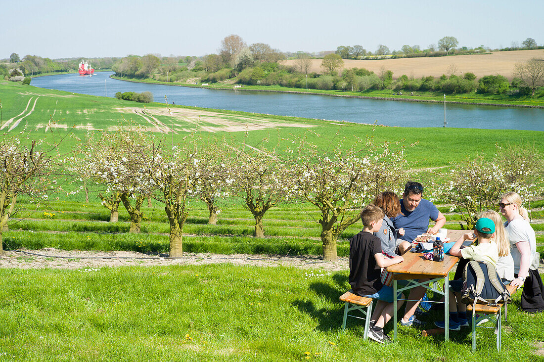 Apfelblüte am Nord-Ostsee-Kanal, Neuwittenbek, Schleswig-Hostein, Deutschland