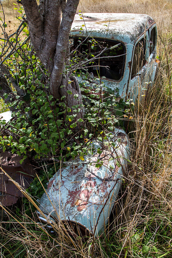 A tree grows out of abandoned, rusting old car in a field, South Island, New Zealand