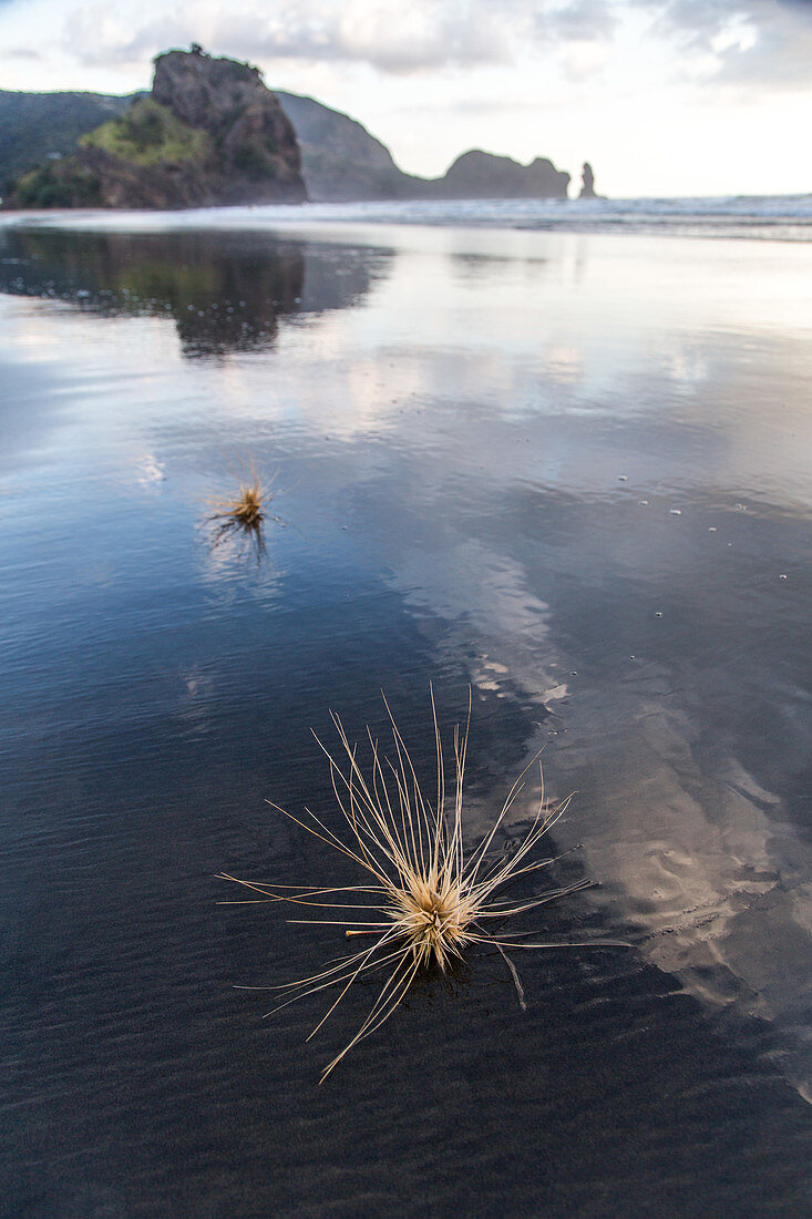 Spinifex seed head on black volcanic sand beach, horizon, reflection, surf beach, Lion Rock in background, nobody, North Island, New Zealand