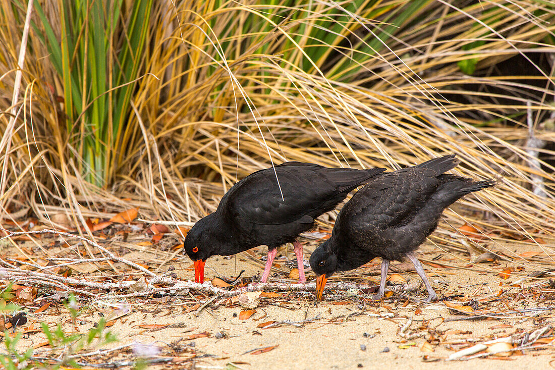 Paar, schwarze Austernfischer am Strand, Küstenvogel, endemisch, Stewart Island, Rakiura, Neuseeland