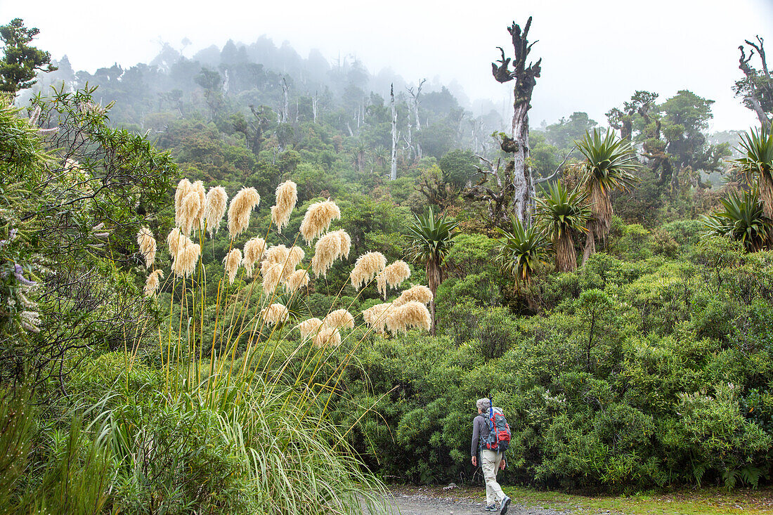 hiker, tramper, walking, mountain mist, low cloud, Mount Taranaki, temperate rainforest, Taranaki National Park North Island, New Zealand