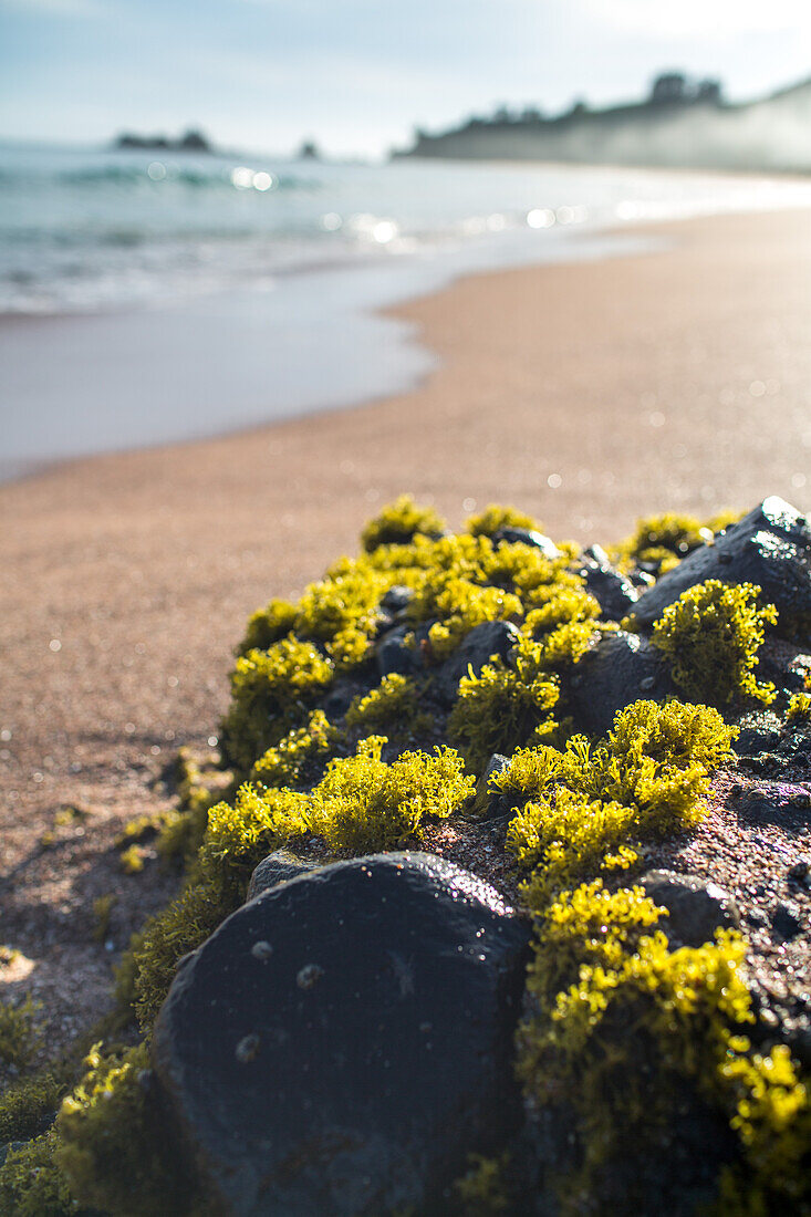 close up, seaweed on rock, pristine beach, Tauranga Bay, Northland, North Island, New Zealand